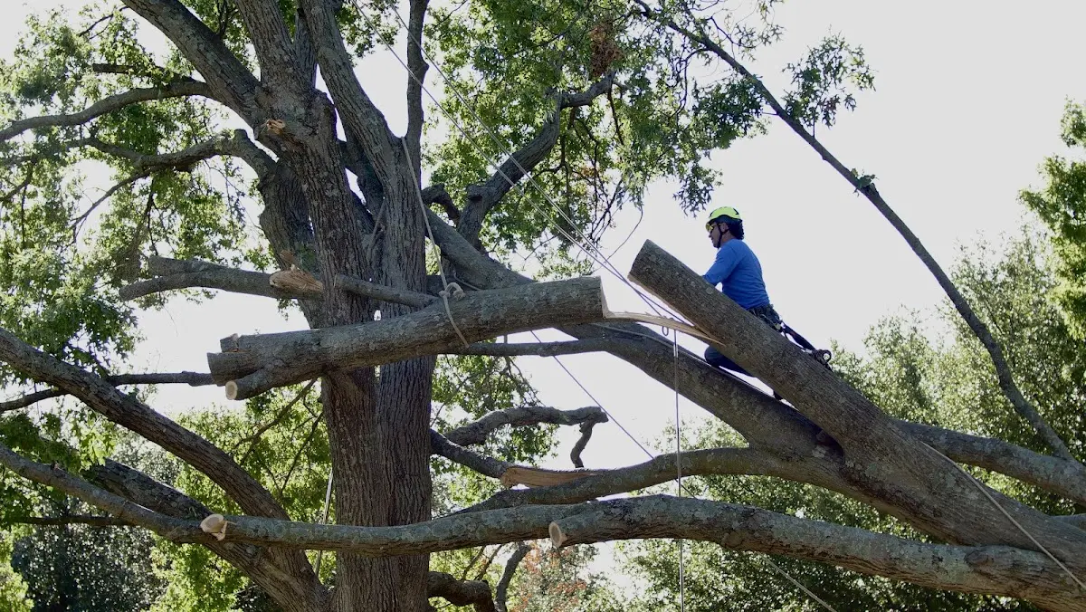 Professional Crown Thinning performed by certified arborists in Ninilchik