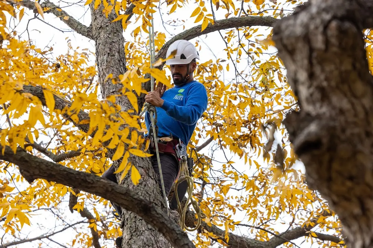 Skilled Tree Planing crew working in Ninilchik